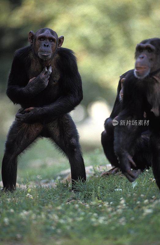 Chimpanzee, pan troglodytes, Adult standing on Hind Legs